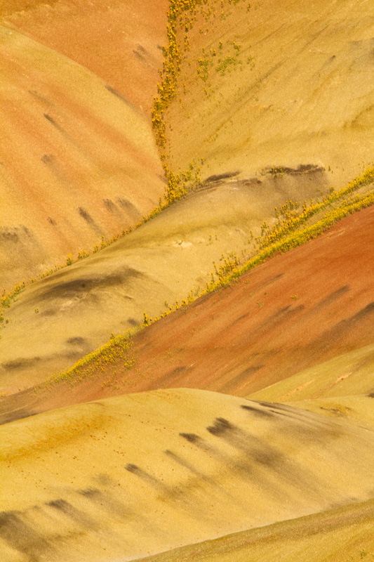 Flowers And Badlands